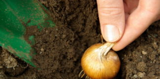 Come coltivare i bulbi 712 0 038 Come coltivare i bulbi